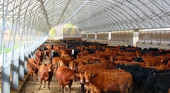 accu-steel cattle building