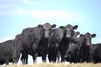 accu-steel cattle buildings