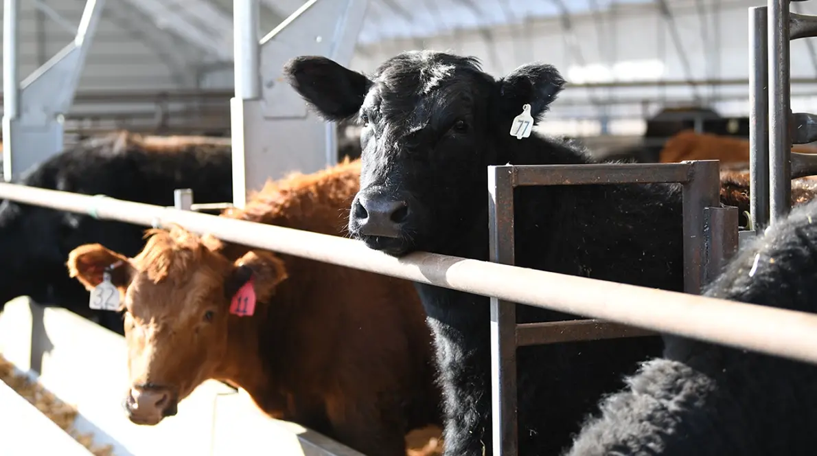 alternating-content-equip-program-1190x664-cattle