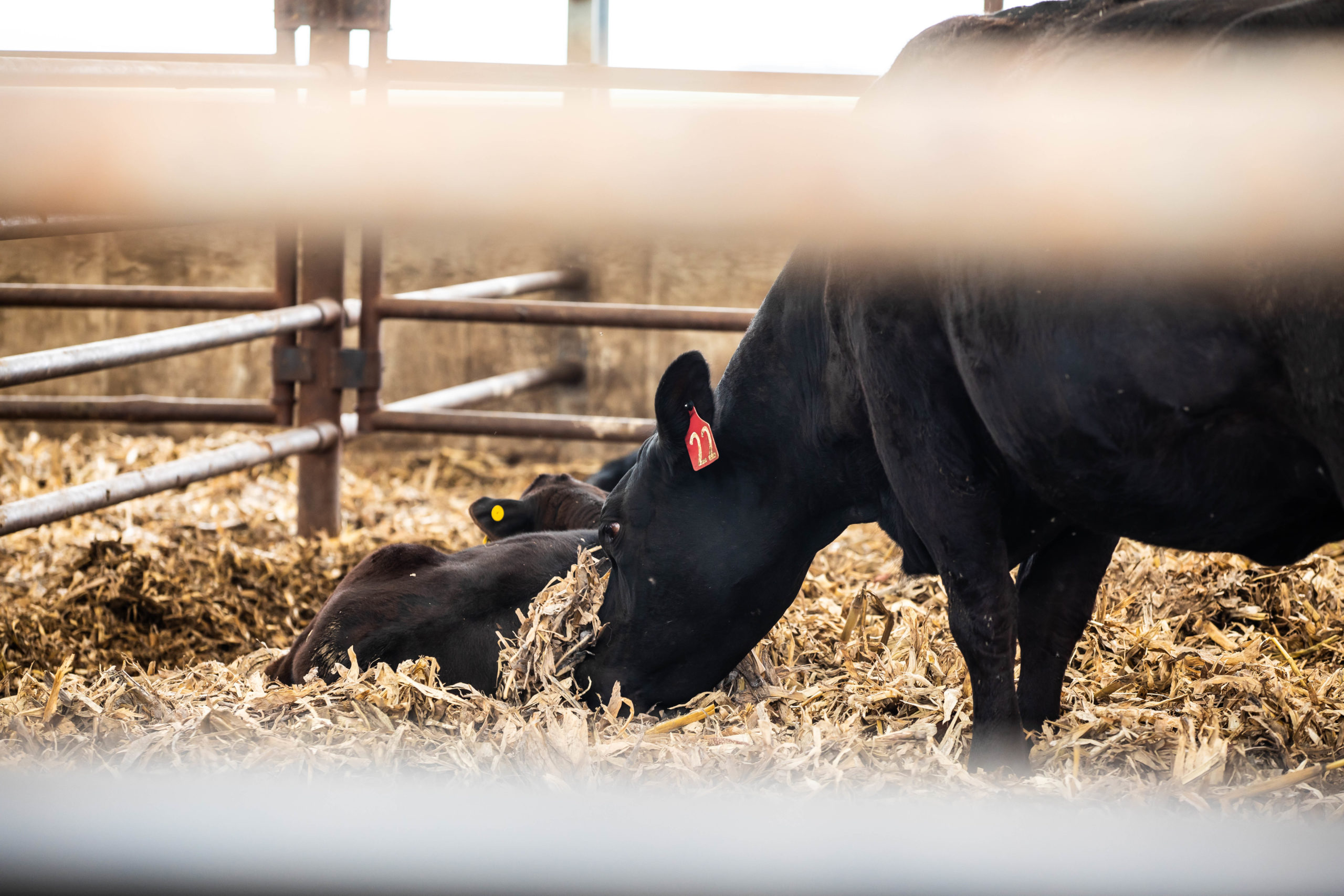 Seamlessly Integrate Fabric Covered Cattle Building | Accu-Steel