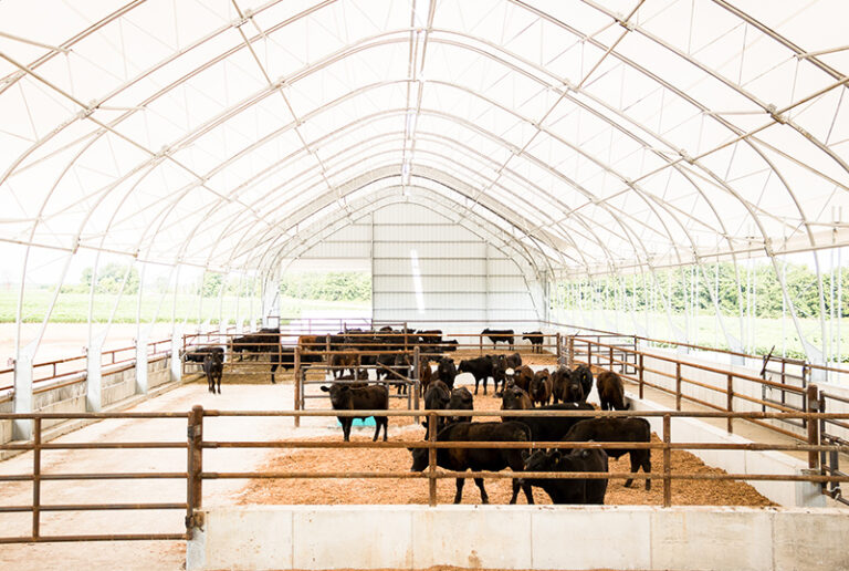 Fabric Covered Cattle Hoop Barns | Accu-Steel