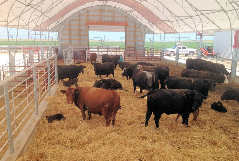 cattle barns