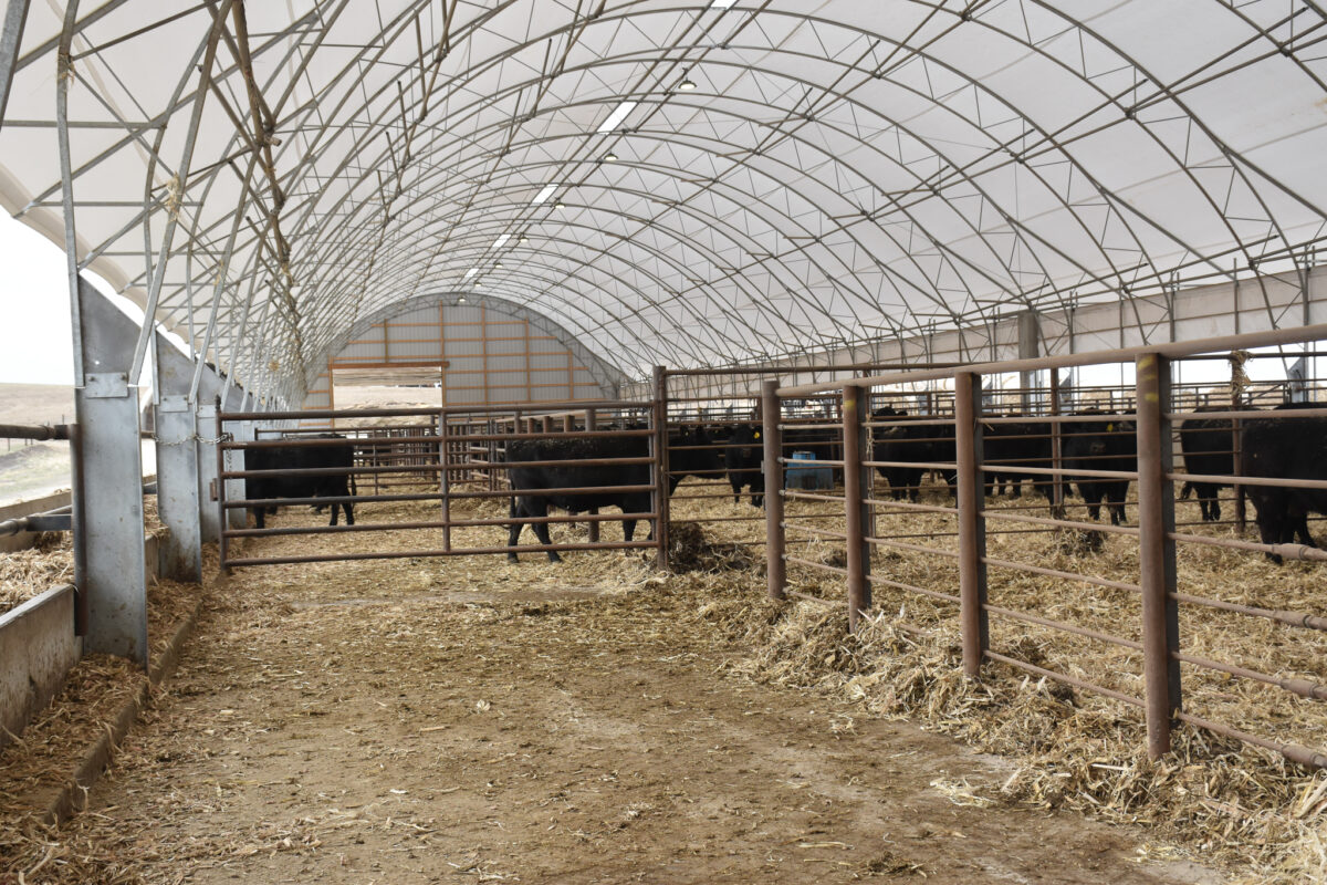 Cattle Buildings | Accu-Steel