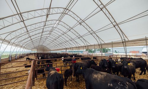 Cattle Integrity Series Fabric-Covered Buildings